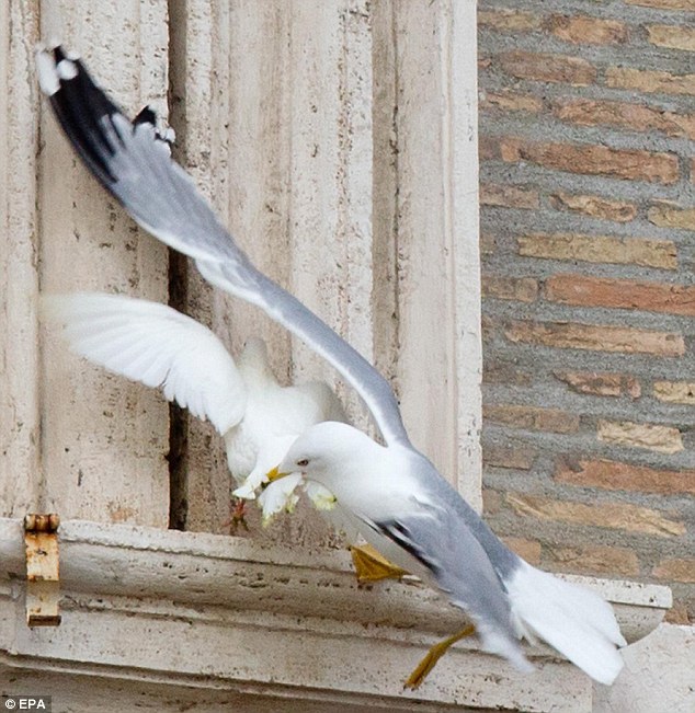 merpati2